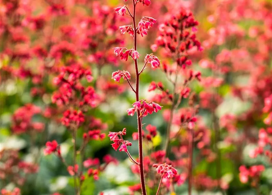 Heuchera 'Paris'