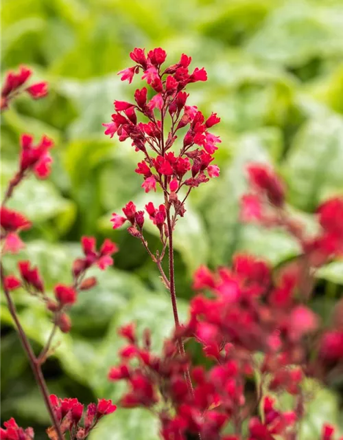 Heuchera 'Paris'