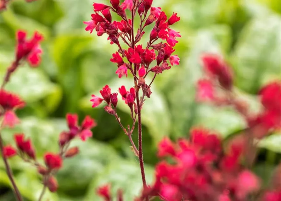 Heuchera 'Paris'
