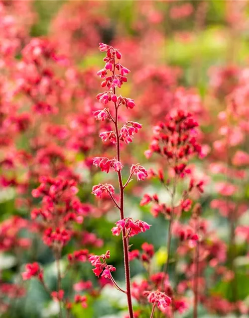 Heuchera 'Paris'