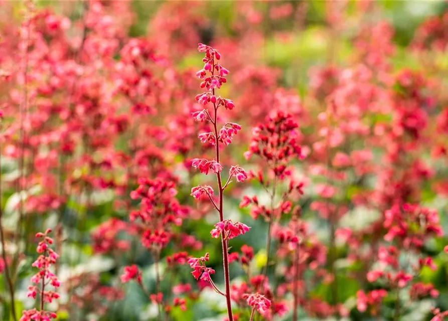 Heuchera 'Paris'