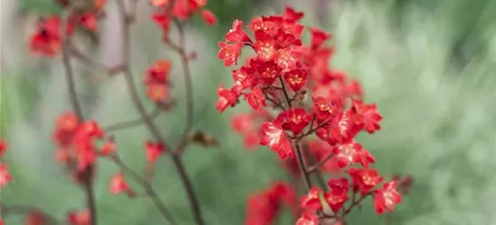 Heuchera sanguinea 'Ruby Bells'