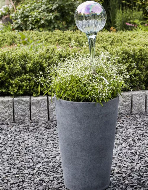 Euphorbia 'Diamond Frost`