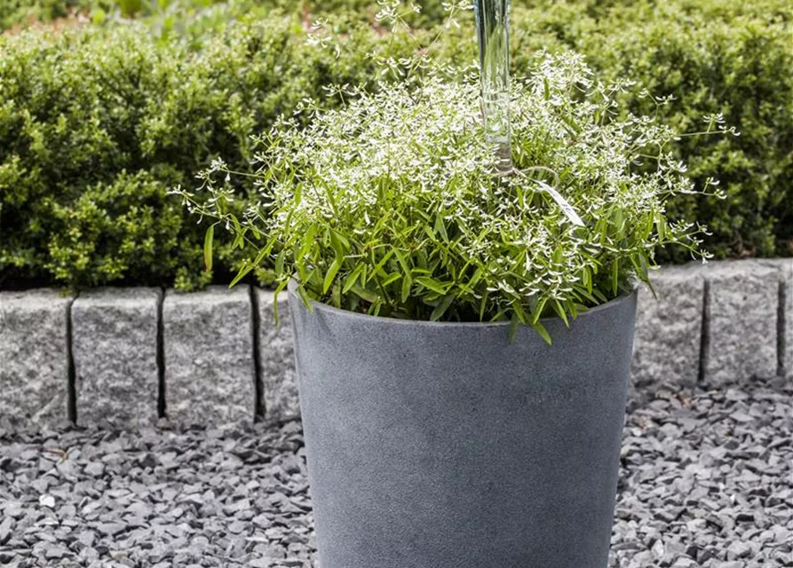 Euphorbia 'Diamond Frost`