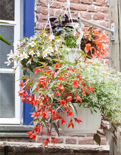 Euphorbia 'Diamond Frost`