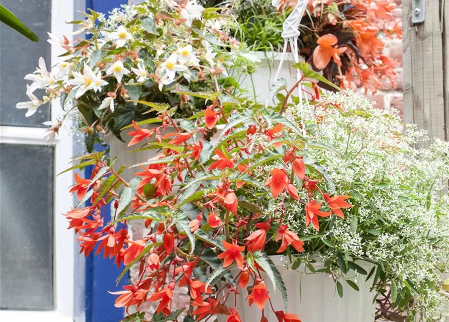 Euphorbia 'Diamond Frost`