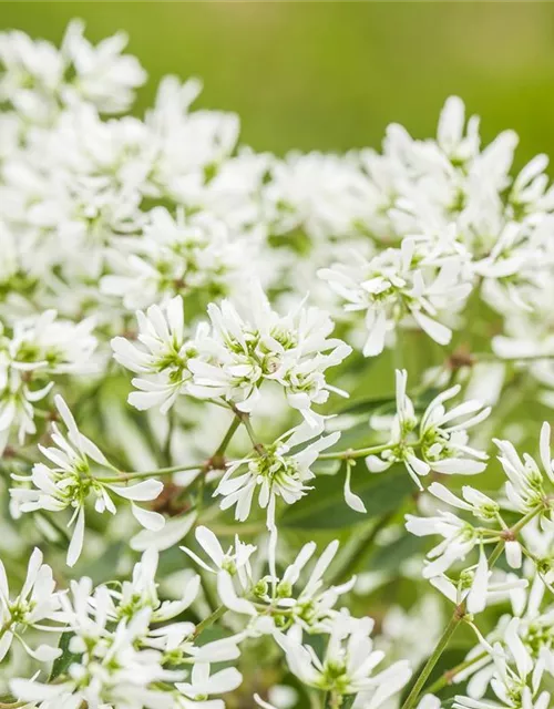 Euphorbia 'Diamond Frost`