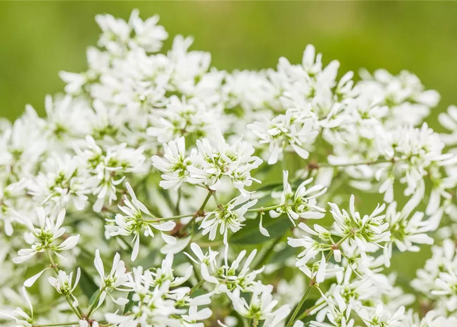 Euphorbia 'Diamond Frost`