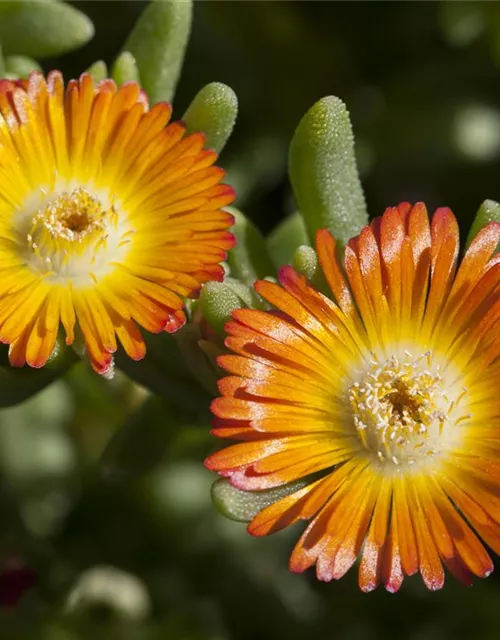 Mittagsblume 'Wheels of Wonder'® Orange Wonder
