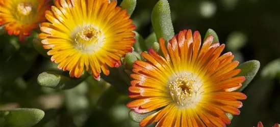 Mittagsblume 'Wheels of Wonder'® Orange Wonder