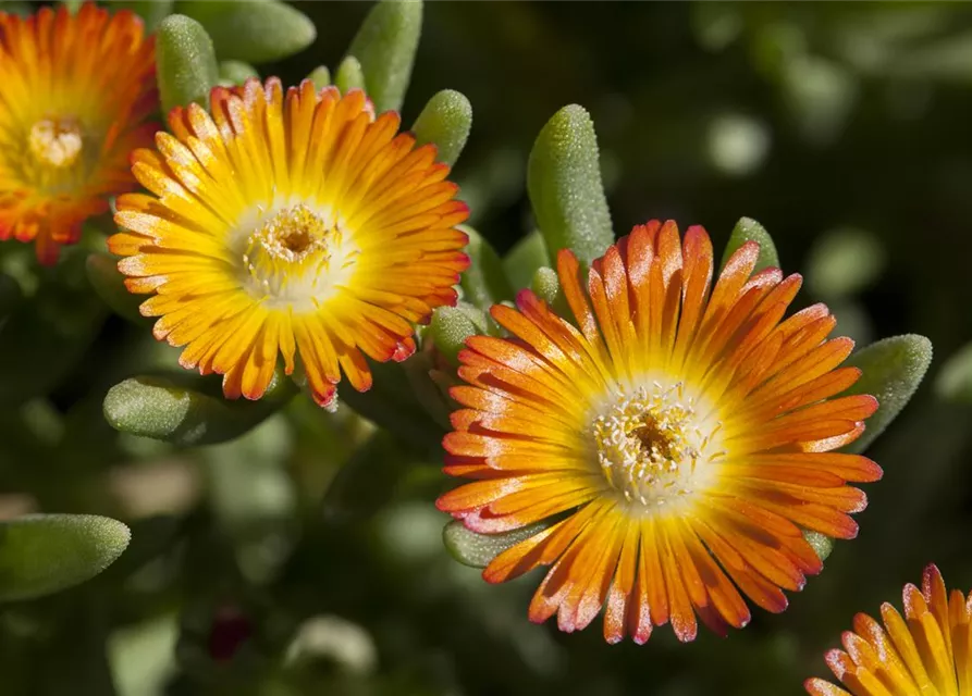 Mittagsblume 'Wheels of Wonder'® Orange Wonder