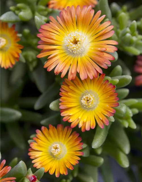 Mittagsblume 'Wheels of Wonder'® Orange Wonder