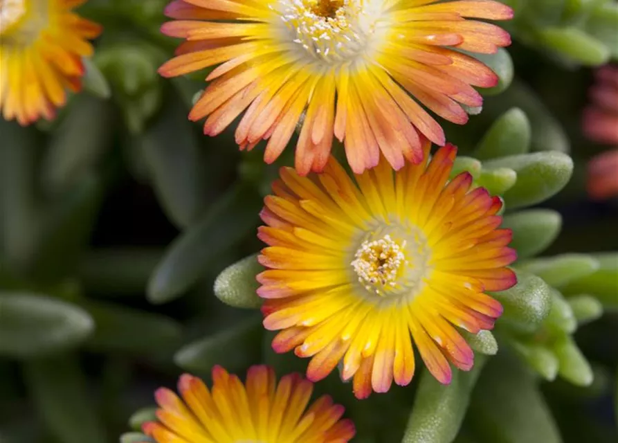 Mittagsblume 'Wheels of Wonder'® Orange Wonder