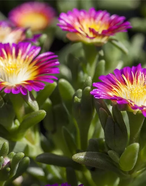 Mittagsblume Wheels of Wonder® 'Purple Wonder'
