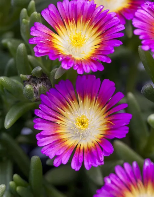 Mittagsblume Wheels of Wonder® 'Purple Wonder'