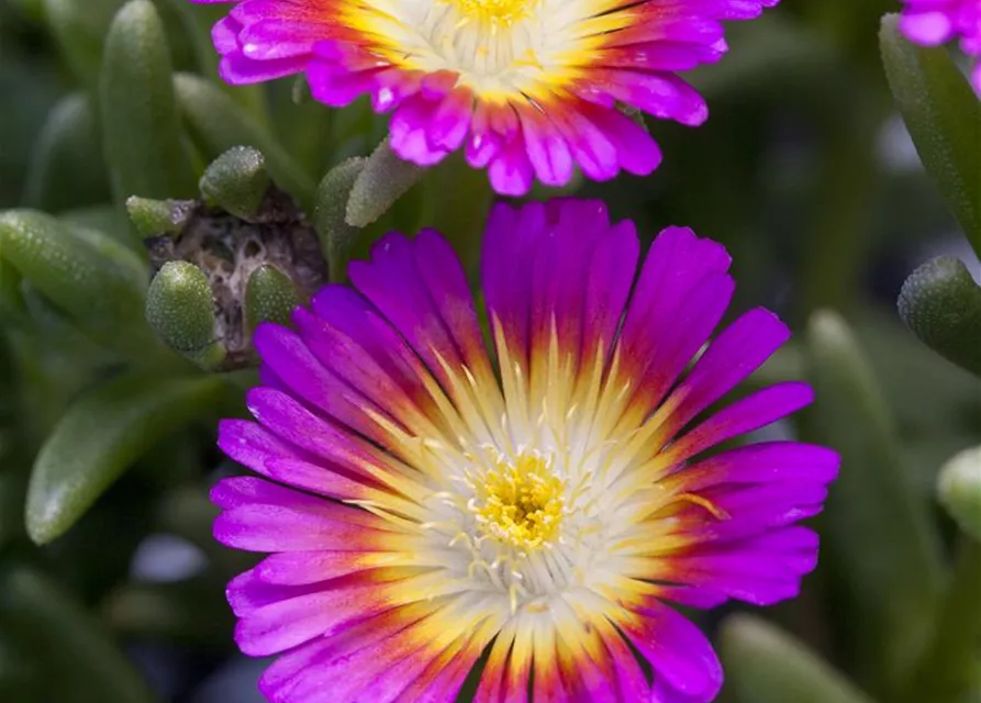Mittagsblume Wheels of Wonder® 'Purple Wonder'