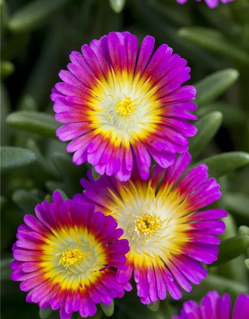Mittagsblume Wheels of Wonder® 'Purple Wonder'