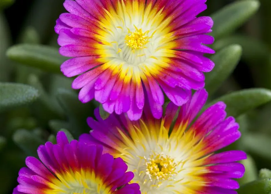 Mittagsblume Wheels of Wonder® 'Purple Wonder'