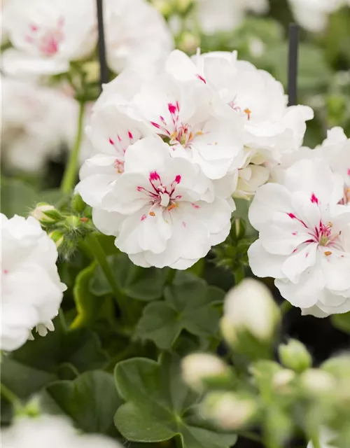 Hängegeranie 'Royal White'