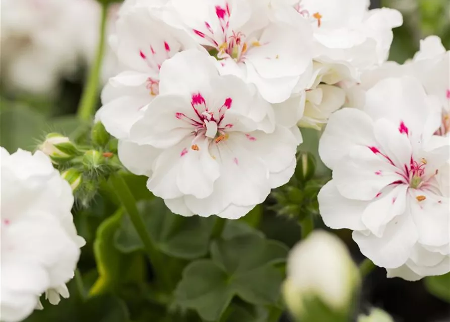 Hängegeranie 'Royal White'