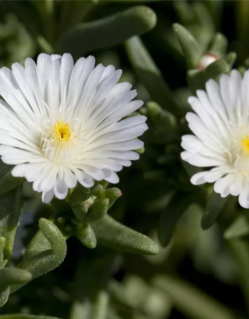 Mittagsblume Wheels of Wonder® 'White Wonder'