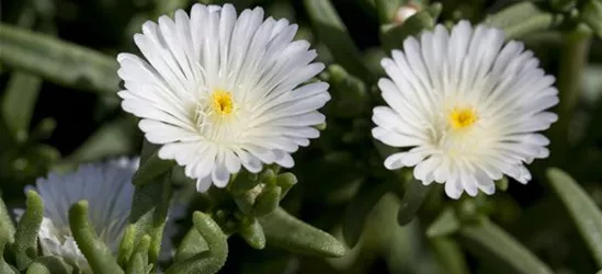 Mittagsblume Wheels of Wonder® 'White Wonder'