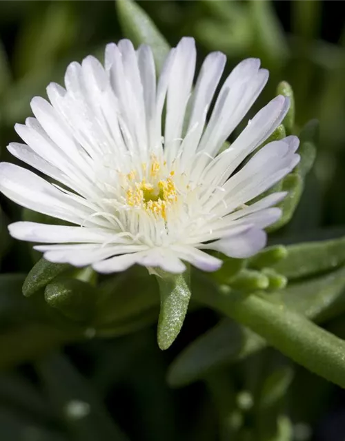 Mittagsblume Wheels of Wonder® 'White Wonder'