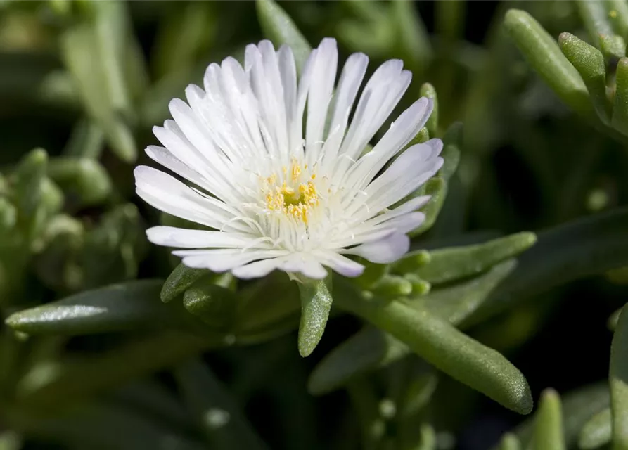 Mittagsblume Wheels of Wonder® 'White Wonder'