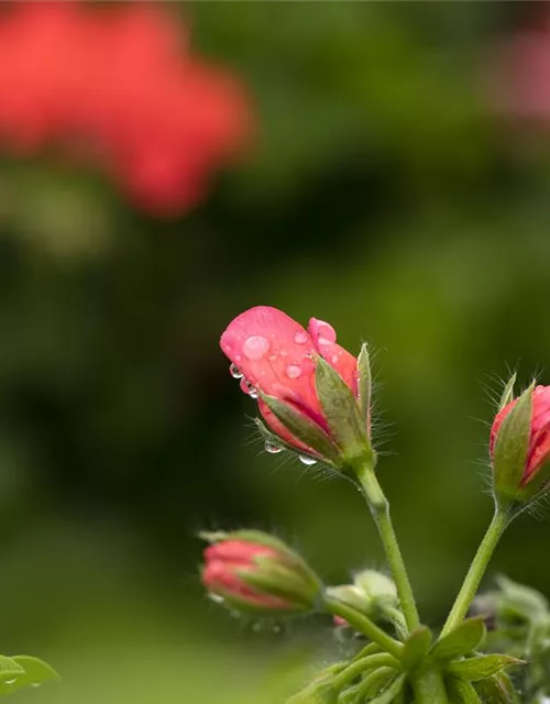 Hängegeranie 'Royal® @Coral'