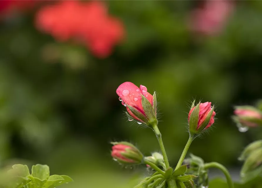 Hängegeranie 'Royal® @Coral'