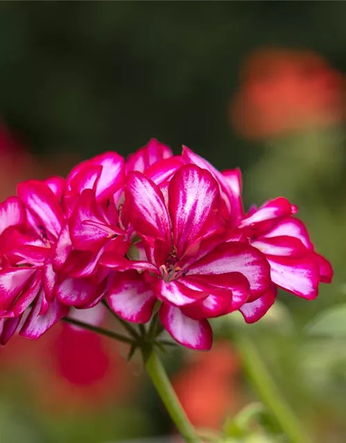 Hängegeranie 'Royal® CandyChoc'