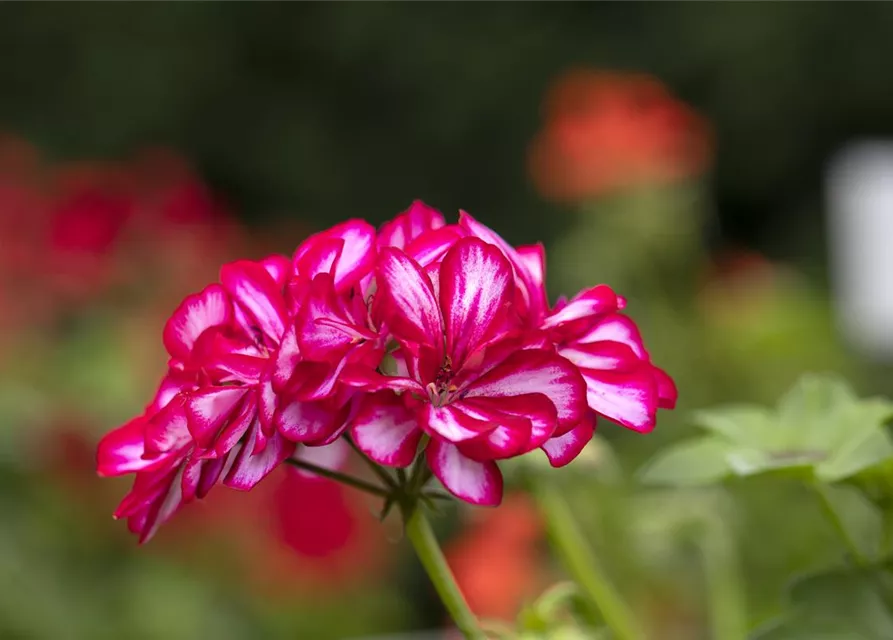 Hängegeranie 'Royal® CandyChoc'