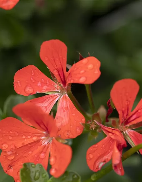 Hängegeranie 'Royal® Single Orange'