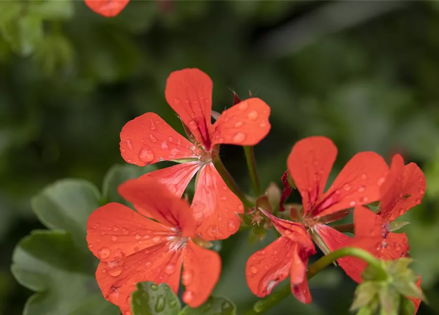 Hängegeranie 'Royal® Single Orange'