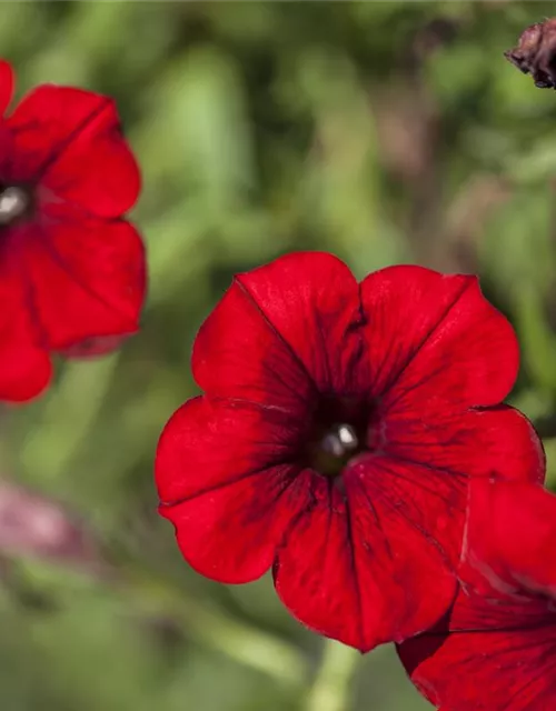 Hängepetunie 'Red'