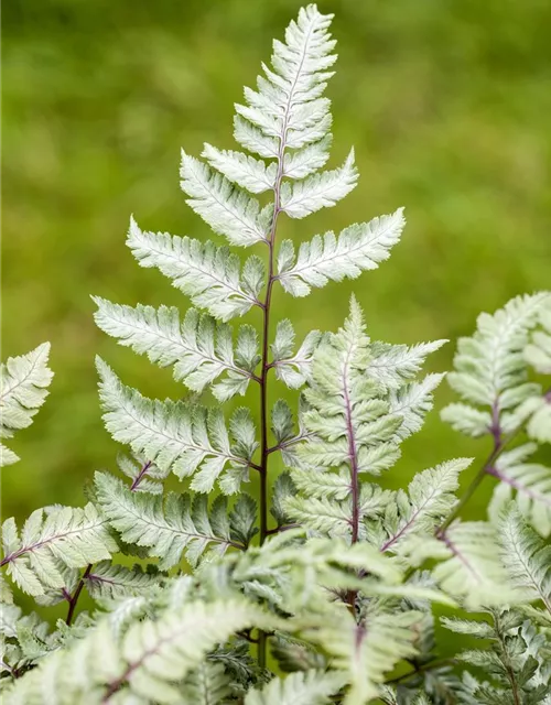 Japanischer Regenbogenfarn