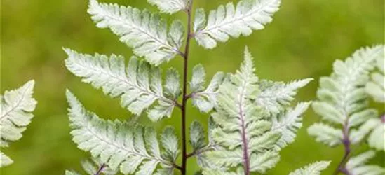 Japanischer Regenbogenfarn