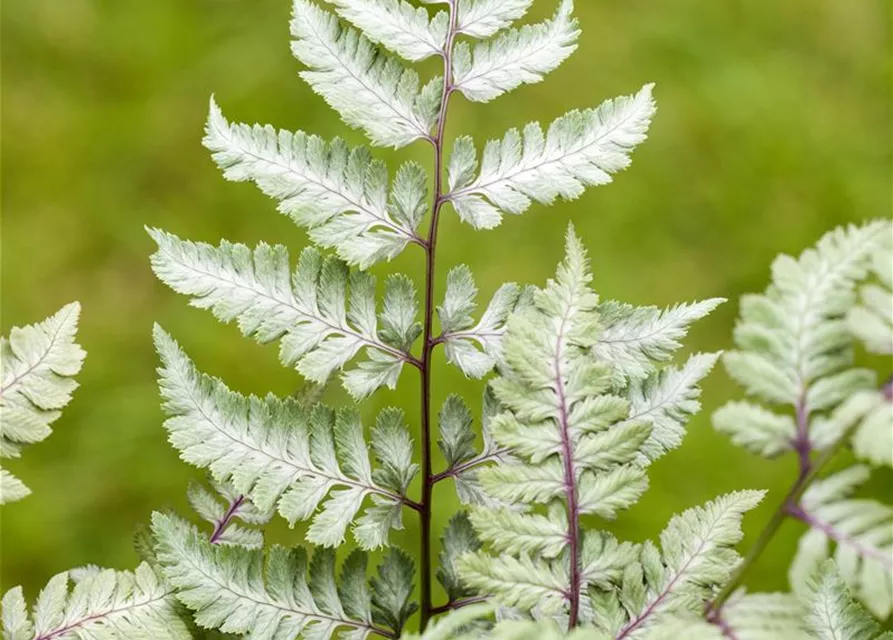 Japanischer Regenbogenfarn