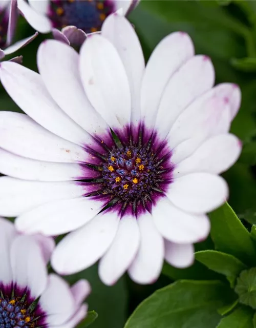 Kapkörbchen 'Daisy Zanzibar'