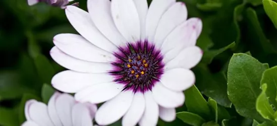 Kapkörbchen 'Daisy Zanzibar'