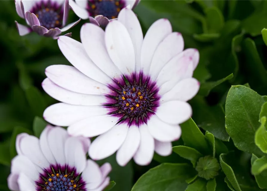 Kapkörbchen 'Daisy Zanzibar'