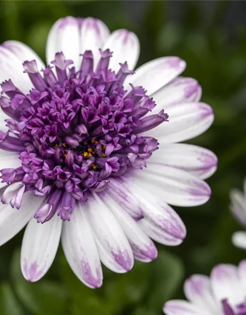 Kapmargerite 'Bluberry Shake'