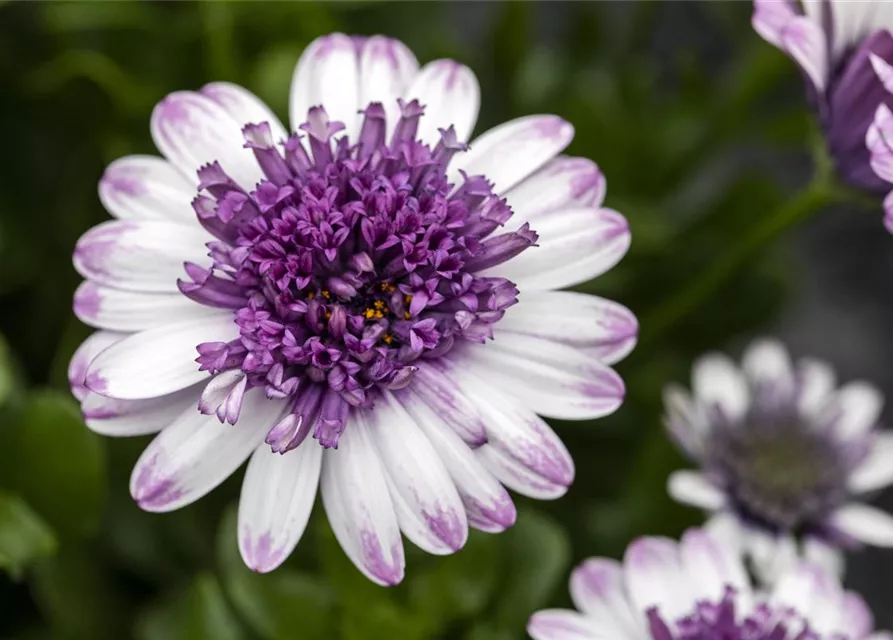 Kapmargerite 'Bluberry Shake'