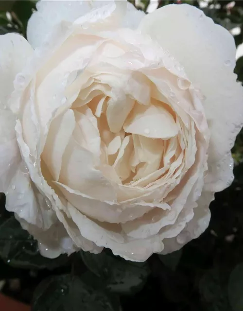 Englische Rose 'Desdemona'®