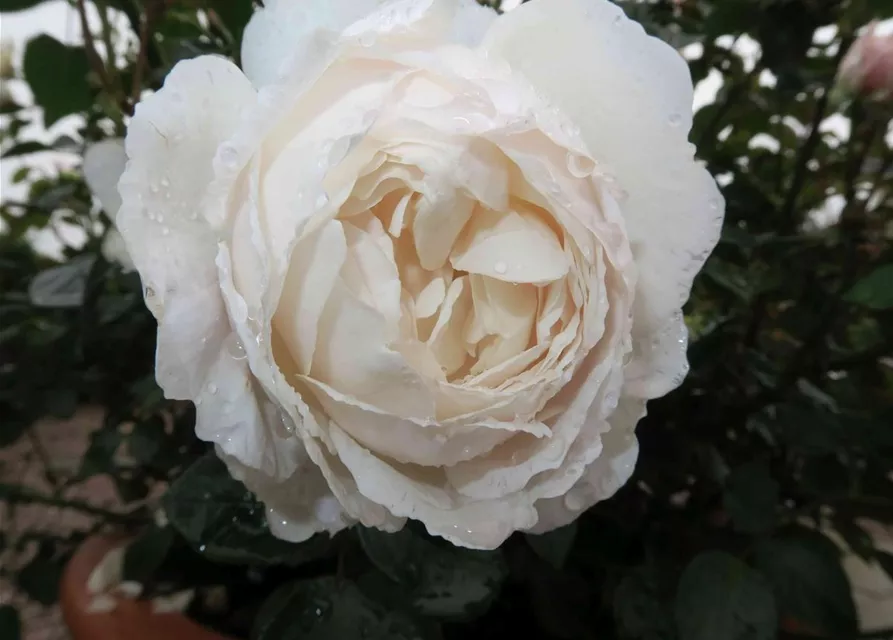 Englische Rose 'Desdemona'®