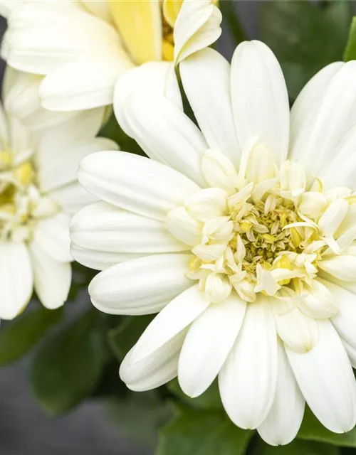 Kapmargerite 'Lemon Ice'