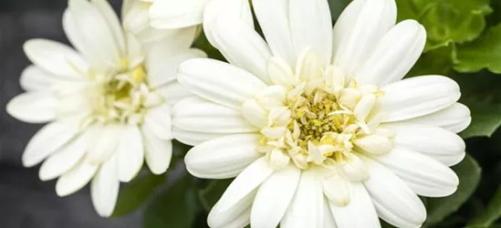 Kapmargerite 'Lemon Ice'