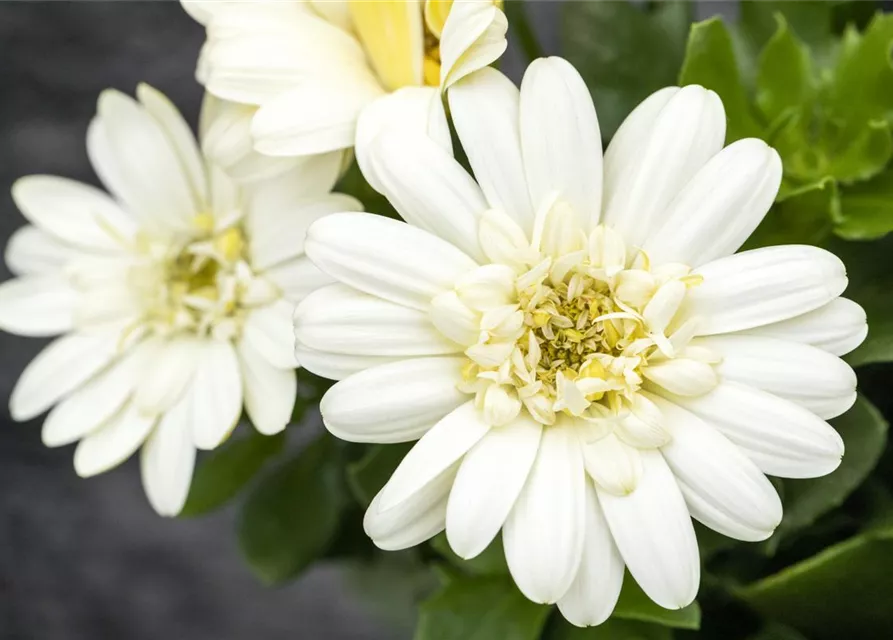 Kapmargerite 'Lemon Ice'