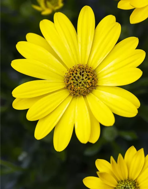 Kapmargerite 'Pure Yellow'