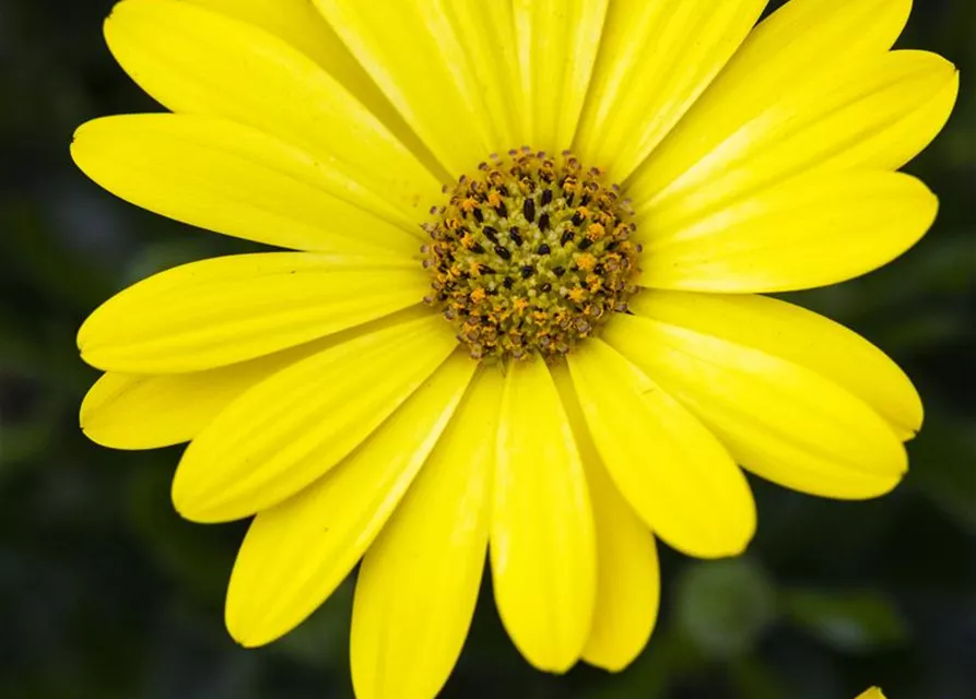 Kapmargerite 'Pure Yellow'